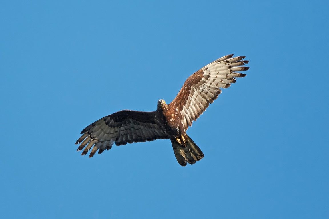 Comienza la migración de las aves por el Estrecho